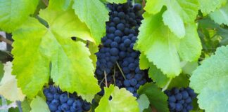 Transición Ecológica destina más de 1,2 millones de euros a proteger la vid frente al cambio climático