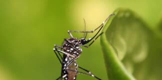 Localizado un mosquito ‘Aedes aegypti’, transmisor de enfermedades víricas, en el puerto de Santa Cruz de Tenerife