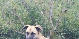 Perdida una perra en Los Aceviños