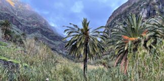 El Cabildo inicia la ejecución de una veintena de actuaciones para mejoras medioambientales