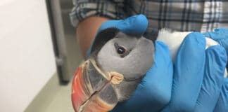 Advierten que los varamientos de animales en las costas españolas podrían ser cada vez más frecuentes