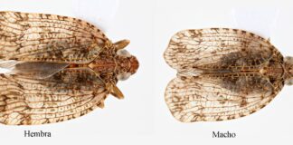 Un equipo ruso-español descubre en La Gomera una especie endémica de chicharrita nueva para la ciencia