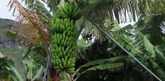Agricultores de La Palma proponen enviar a los sobrevivientes del terremoto de Turquía y Siria millones de kilos de plátanos destinados a la pica