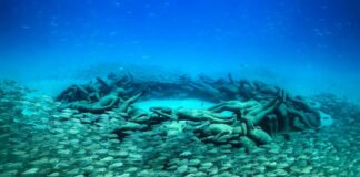 Turismo de Canarias promociona los fondos de las islas en la feria de buceo Duikvaker en Holanda