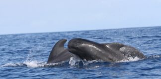 La franja marina entre La Gomera – Tenerife declarada kilómetro cero mundial del calderón tropical o ballena piloto de aleta corta