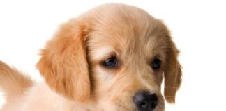 Claves de la ley animal y los nuevos requisitos para mascotas y dueños