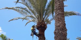 El Ayuntamiento actuará en el palmeral de 26 zonas de San Sebastián de La Gomera