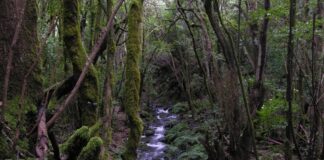 El Patrimonio Geológico de Garajonay ante el cambio climático: investigar para proteger