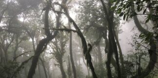 Hermigua celebra este sábado la actividad Baño de Bosque