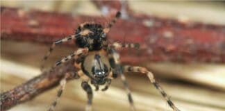 Más de 3.300 especies habitan el Parque Nacional de Garajonay