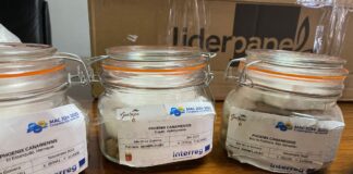 La Gomera cede semillas de palmera canaria a la UMH de Elche para su preservación