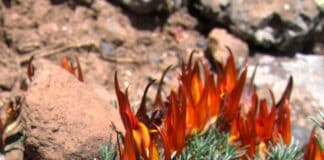 El “pico de paloma gomero”, una planta al borde de la extinción, sigue sin protección legal