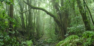 San Sebastián de La Gomera acoge la proyección del documental ‘Garajonay a vista de pájaro’