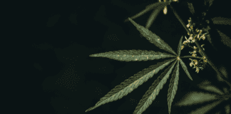 Beneficios del cáñamo para la salud