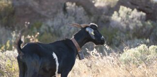 Este viernes finaliza el plazo para solicitar las ayudas destinadas al sector primario en La Gomera