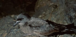 La ACBC reclama medidas para evitar los deslumbramientos de aves marinas en el puerto de Vueltas en Valle Gran Rey