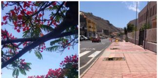 La plataforma «Salvar los árboles de La Gomera» solicita un encuentro con responsables de las talas del Ayuntamiento de San Sebastián