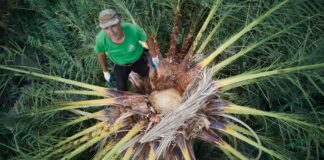 El Cabildo clausura el proyecto internacional ‘Guarapo’ para el aprovechamiento sostenible de palmerales