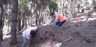 Se podrá retirar pinocha del monte de Tenerife: «Es algo que la población demandaba»