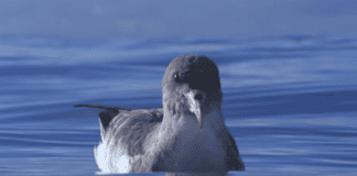 El Cabildo activa la campaña de la Pardela Cenicienta para reducir el impacto lumínico en zonas de costas