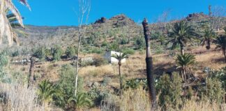 Iniciativa por La Gomera (IxLG) señala el preocupante deterioro que muestran los palmerales en el Barranco de Santiago
