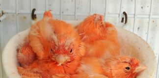 San Sebastián celebra el XVI Concurso Ornitológico Isla de La Gomera