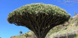 Alajeró recibe más de 113.000 euros procedentes de las áreas de influencia socioeconómica de los Parques Nacionales