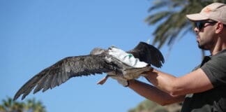 Puertos Canarios apagará Agaete y Vueltas en Valle Gran Rey para que despegue el primer vuelo de las pardelas cenicientas