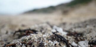 Canarias activa la situación de prealerta al detectarse un episodio puntual de llegada ‘pellets’ en Tenerife