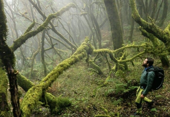 Senderista en el Parque Nacional de Garajonay