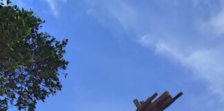 El Festival Encuentros en el M/A/L rinde homenaje al cultivo del plátano en Vallehermoso