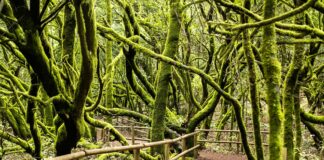 La Sala de Exposiciones alberga la exposición fotográfica ‘Los Espíritus del Bosque de Garajonay’