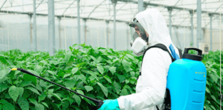 El Cabildo de La Gomera oferta nuevos cursos de manipulador de productos fitosanitarios de nivel básico