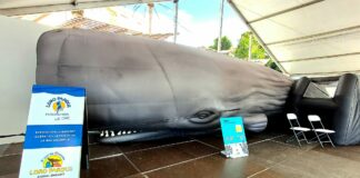 San Sebastián de La Gomera acoge una exposición sobre cetáceos de la Macaronesia