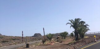 El Ayuntamiento de Alajeró muestra su preocupación por el estado de abandono de las palmeras trasplantadas en la carretera Aeropuerto a Paredes