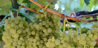 El Cabildo de La Gomera felicita a los vinos Niray por las medallas logradas en el Concurso Oficial de Agrocanarias