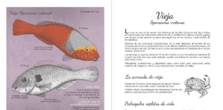 Transición Ecológica elabora una guía infantil-juvenil que fomenta el conocimiento de la biodiversidad marina canaria