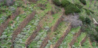 El Banco Insular de Tierras de La Gomera participa en las Jornadas sobre Agroecología y Municipalismo