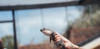 El Centro de Recuperación del Lagarto Gigante registra más de 800 nacimientos tras 25 años de su descubrimiento