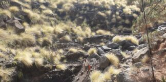 El Cabildo intensifica las tareas de control de especies exóticas invasoras en Majona