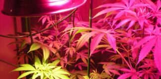 ¿Cómo optimizar el consumo eléctrico en cultivos de interior?