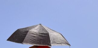 Más árboles, por favor