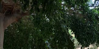 El Ayuntamiento de Valle Gran Rey mejora la Zona Recreativa anexa al Centro Cultural