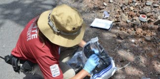 La Gomera avanza en las labores de inspección de tendidos eléctricos para evitar riesgos a la avifauna