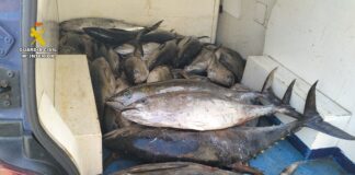 La Guardia Civil incauta más de 440 kilos de pescado en un vehículo en San Sebastián de la Gomera