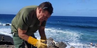 La campaña de recogida de pardelas del Cabildo registra más de 400 ejemplares rescatados