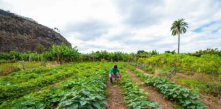 El Cabildo de La Gomera abre la convocatoria para el uso y explotación de los huertos sociales