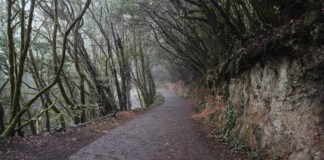 El Parque Nacional de Garajonay inicia el control de acceso con vehículos a la zona de ‘Las Mimbreras’