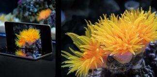 Huawei Mate X6 Funciones de IA: Desbloqueo de Rendimiento Inteligente