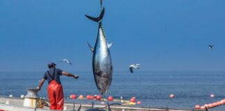 El Ministerio de Agricultura, Pesca y Alimentación abre a partir del 20 de enero la campaña de atún rojo en Canarias